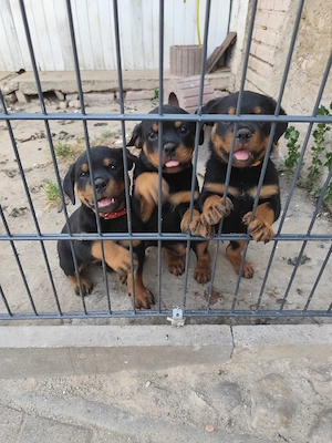 Rottweiler welpe 1Rüde