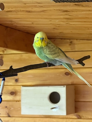 Verkaufe ein Rainbow Wellensittich Pärchen