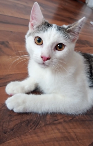 Süßes Kätzchen (Kater) in gute Hände abzugeben