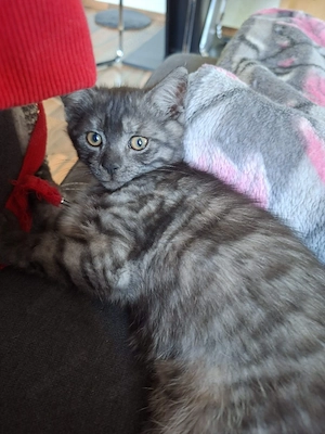 Kater abzugeben 