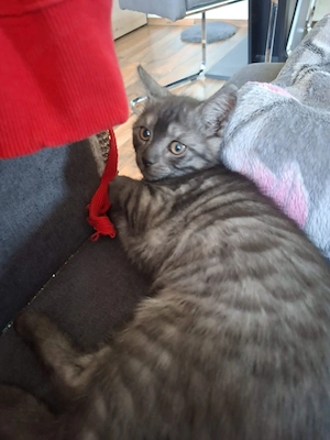 Kater abzugeben 