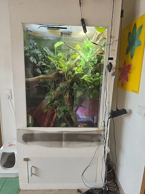 Acanthosaura capra 2.1 (grüner nackenstachler) auf Wunsch auch mit terrarium 