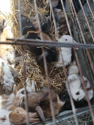 Zwergkaninchen 