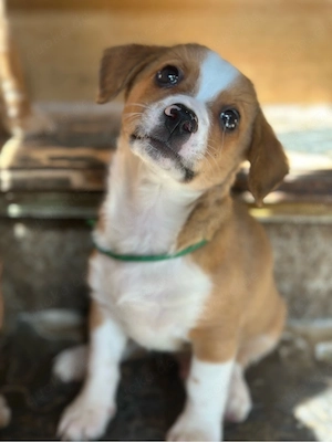 Beagle Chihuhua welpe 