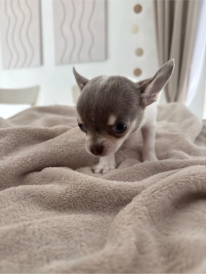 Chihuahua Kurzhaar 