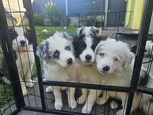 Border Collie Welpen 