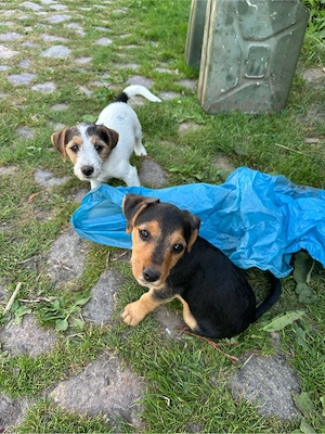 Jack Russel Mix Welpen