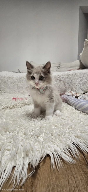  Traumhafte Ragdoll-Kater (Mink & Traditional) mit Stammbaum suchen Familienanschluss!
