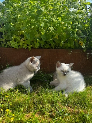 2 Hübscher reinrassige BKH Kitten Lilac-Point&Blue