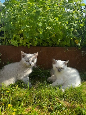 2 Hübscher reinrassige BKH Kitten Lilac-Point&Blue