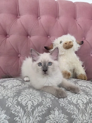 Süße Ragdoll Maine Coon Mix Kitten