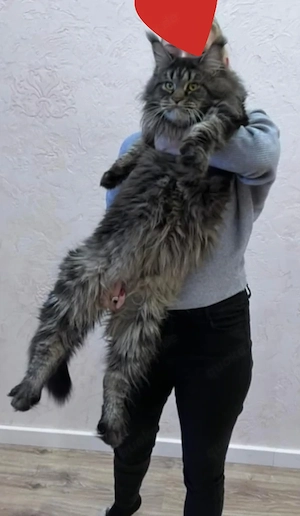 Maine coon Babys 