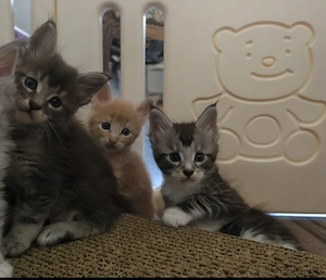 Maine coon Babys 