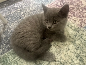 babykatzen zu verkaufen 