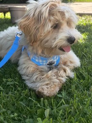 Zauberhafter Maltipoo  Rüde 