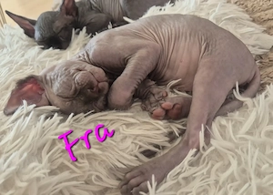 Wunderschöne Sphynx-Kitten suchen ein liebevolles Zuhause!   