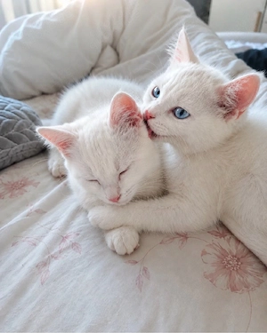 BKH Katze   