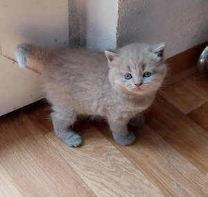 Britisch Kurzhaar (BKH) Kitten ab den 23.08 Abgabe bereit. 