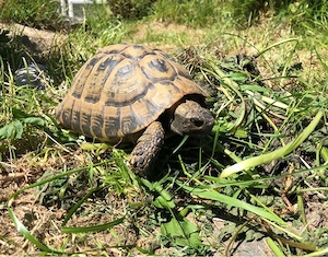 Griechische Landschildkröte NZ 1998
