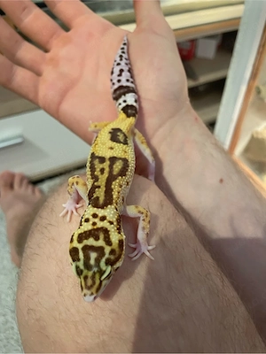 Choclate Tremper Eclipse Leopardgecko