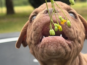 Old English Bulldog Baby in Schoko Oeb Welpe  