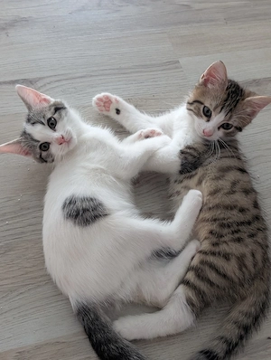    Drei liebevolle Katzenbabys suchen ihr Für-immer-Zuhause   
