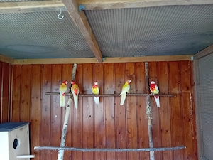 Junge Rosellas