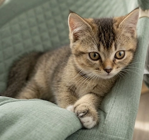 BKH Black Golden Shaded kitten abgabebereit  