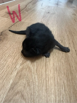 Kitten suchen neues zu hause 