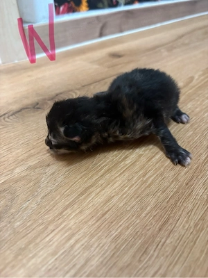 Kitten suchen neues zu hause 