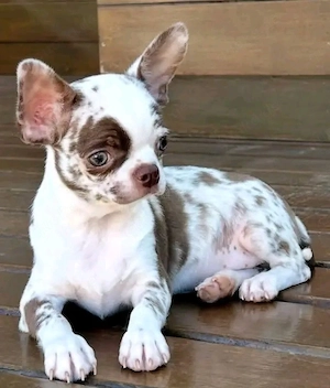 chihuahua welpe