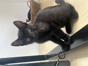 Kitten suchen neues liebevolles Zuhause 
