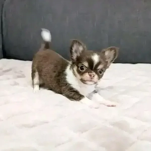 chihuahua welpe