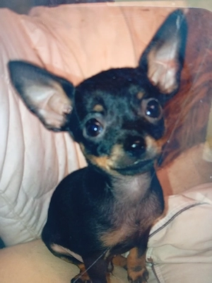 Russkiy Toy Welpen -  Mini Toy Terrier 