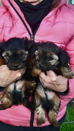 Yorkshire-terrier  Welpen