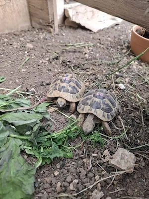 Griechische Landschildkröten 5 Jahre