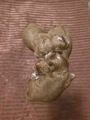 Wunderschöne Cavapoo's 