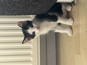Kitten suchen neues liebevolles Zuhause 