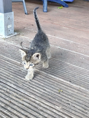 Katzen abzugeben 