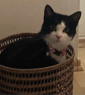 liebes verschmusstes katzen mödchen 