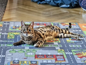 Bengalen Kater 