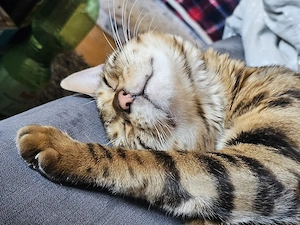 Bengalen Kater 
