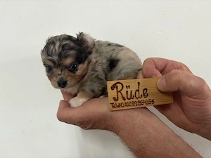 Chihuahua Rüden suchen ab 17.07 ein neues Zuhause 