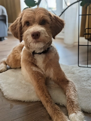 Labradoodle-Hündin Lotti sucht Zuhause 