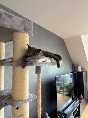 Katze Mila sucht dringend ein neues Zuhaue