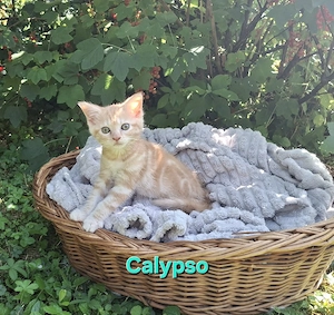 Abgabebereit: BKH "Garfield" Kitten suchen ihr Für-Immer-Glück!