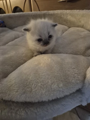 Wunderschöne Blue Point Kitten