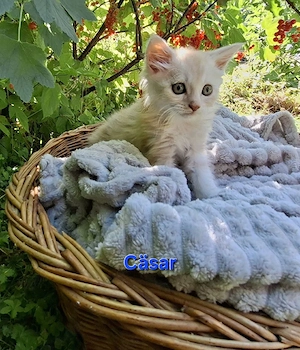 Abgabebereit: BKH "Garfield" Kitten sucht sein Für-Immer-Glück!
