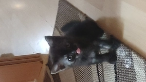 Bkh kitten Kater 