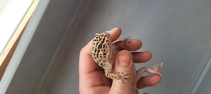 Leopardgecko mit Vollausstattung